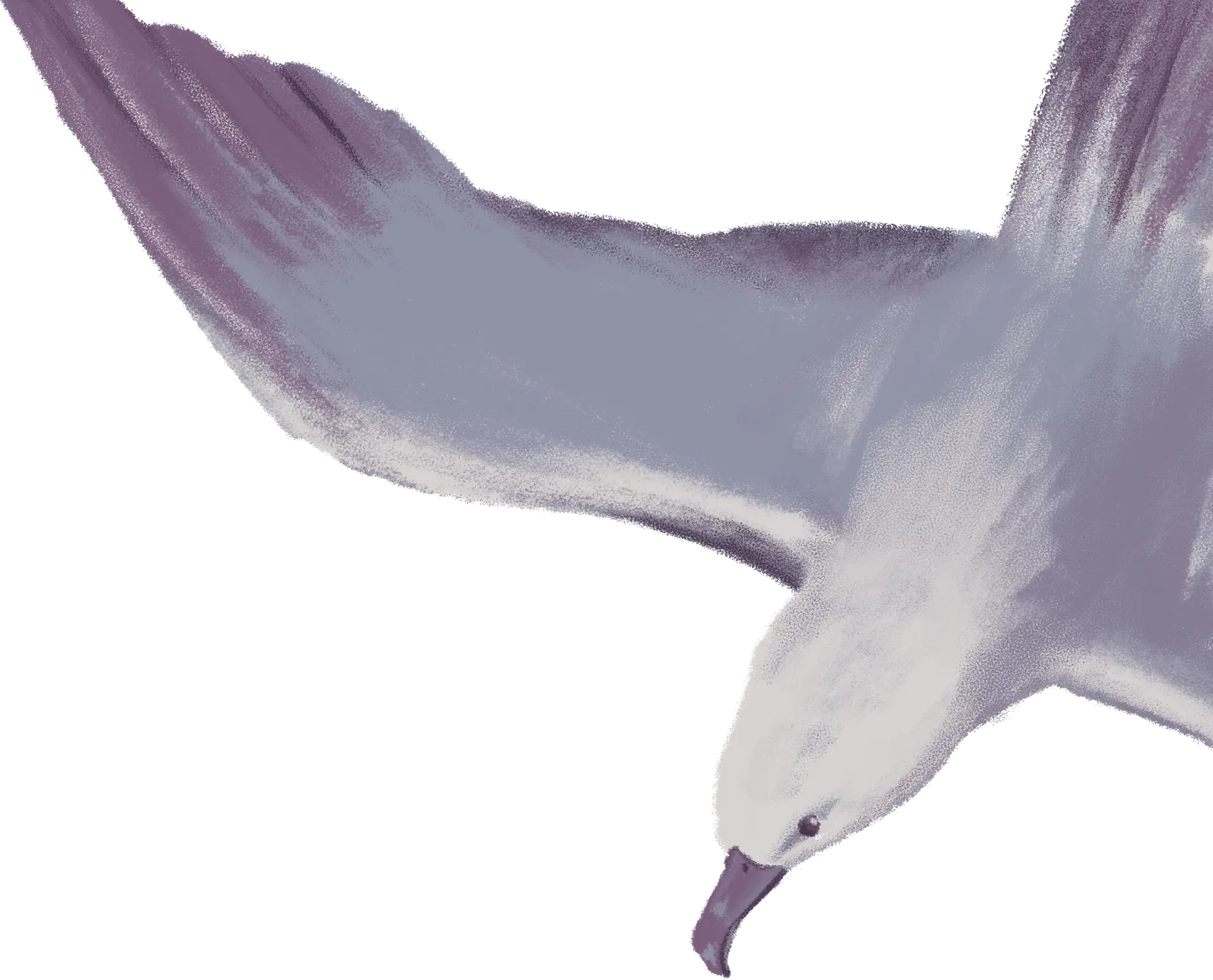 uccello